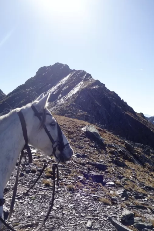 Des randonnée en autonomie avec cheval de bât dans les Pyrénées !, La Llagonne, Les Chevaux de la Tramontane
