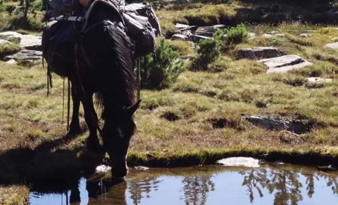 Randonnée en bivouac, La Llagonne, Les Chevaux de la Tramontane